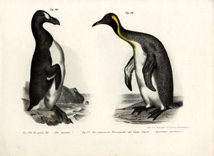 Reuzenalk, 1864